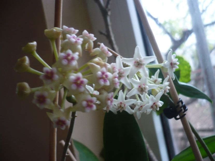 P1400872 - HOYA 2019