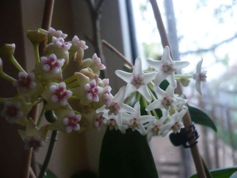 P1400873 - HOYA 2019