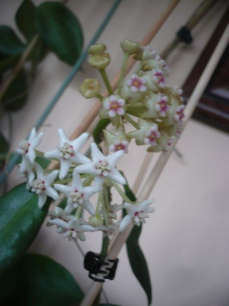 P1400875 - HOYA 2019