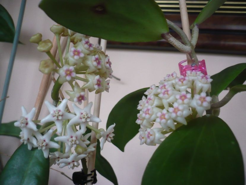 P1400877 - HOYA 2019