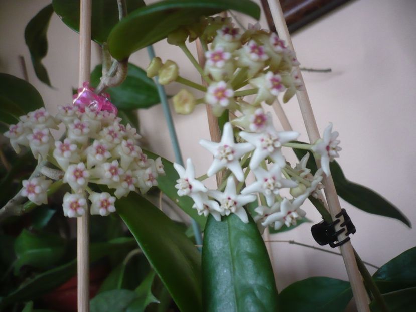 P1400878 - HOYA 2019