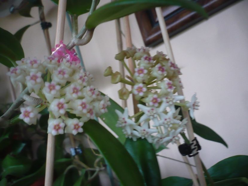 P1400879 - HOYA 2019