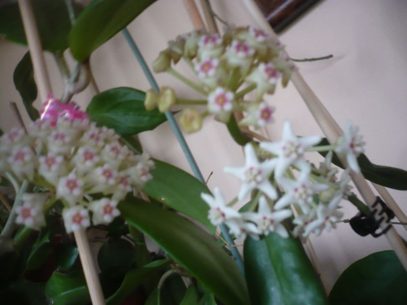 P1400880 - HOYA 2019