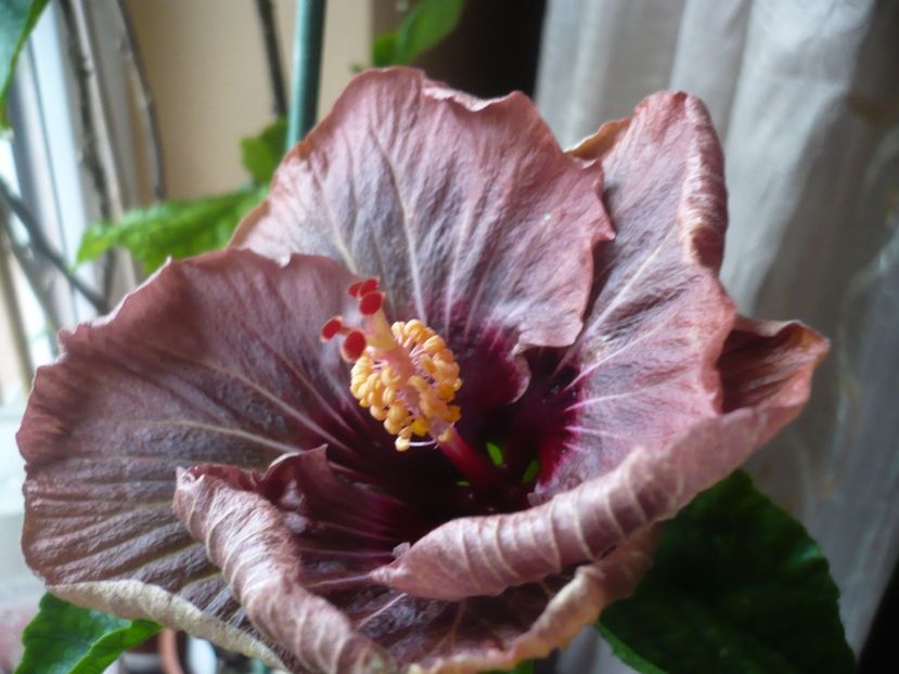 13.04.2019 - HIBISCUSI 2019-1