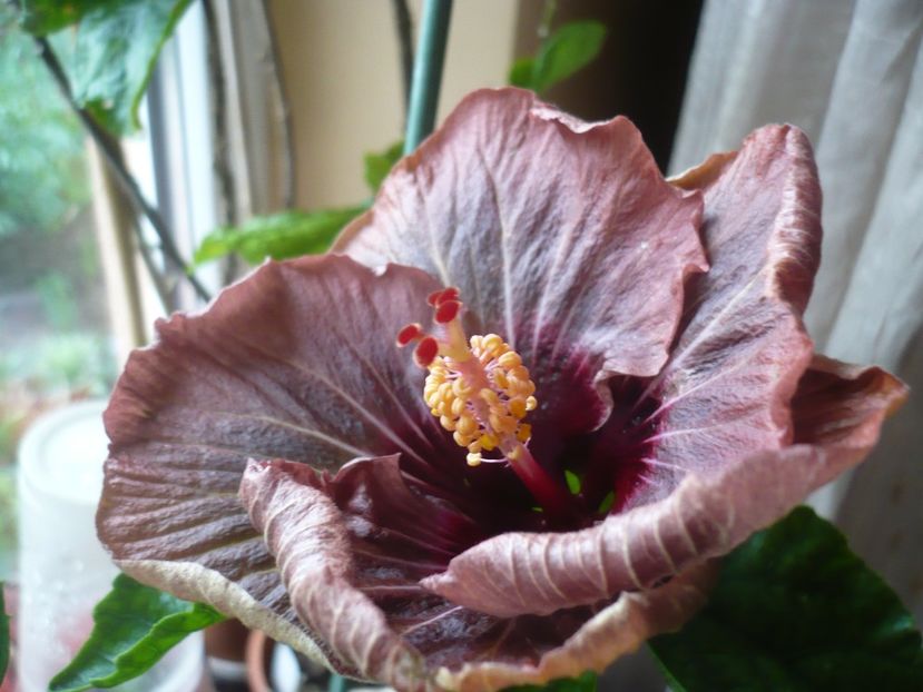 P1400882 - HIBISCUSI 2019-1