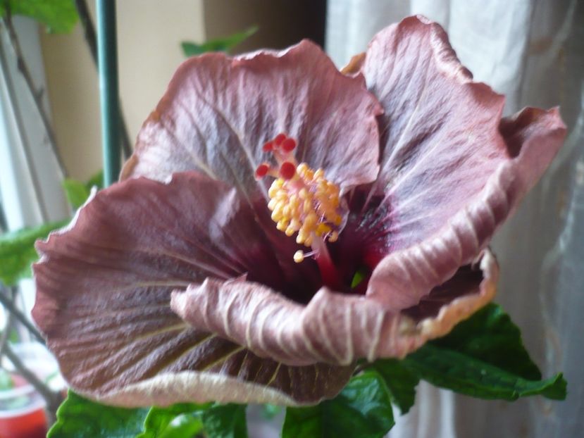 P1400883 - HIBISCUSI 2019-1