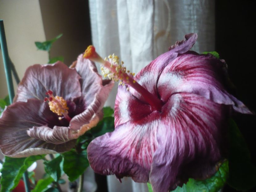 P1400884 - HIBISCUSI 2019-1