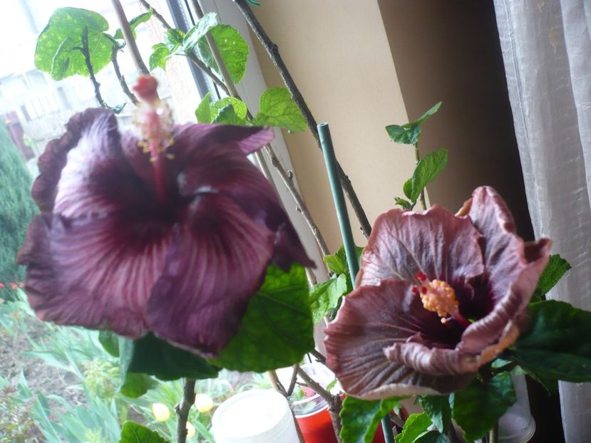 P1400885 - HIBISCUSI 2019-1