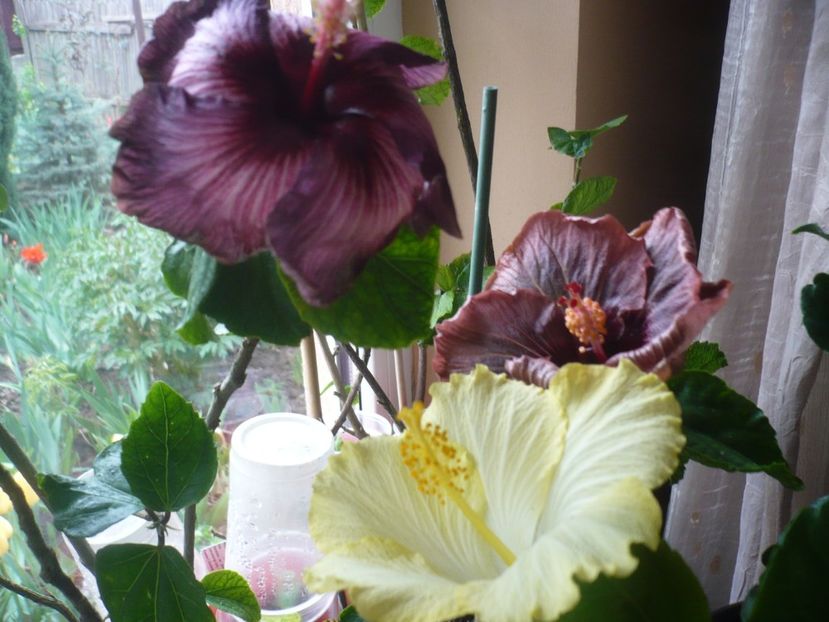 P1400887 - HIBISCUSI 2019-1