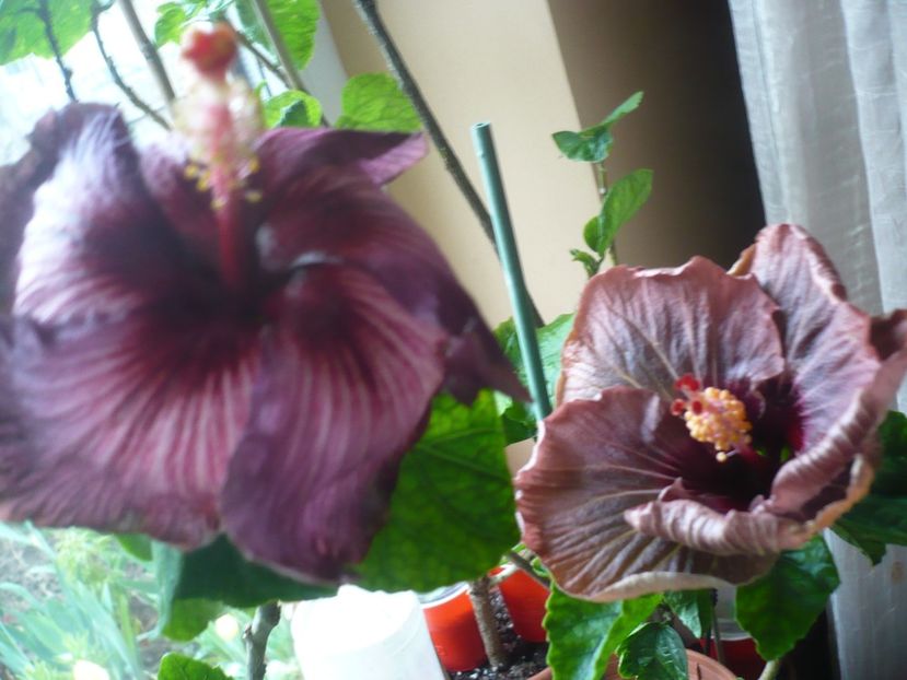 P1400891 - HIBISCUSI 2019-1