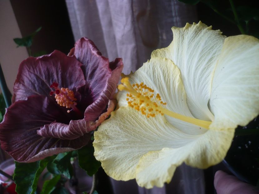 P1400892 - HIBISCUSI 2019-1