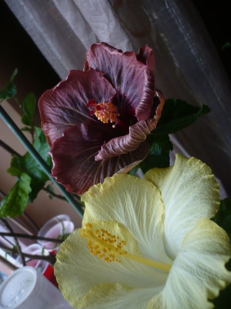 P1400894 - HIBISCUSI 2019-1