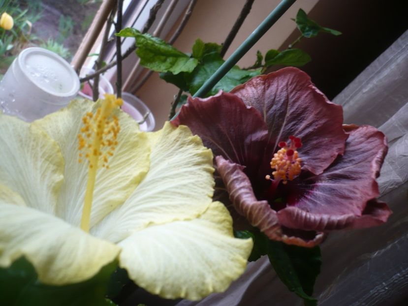 P1400893 - HIBISCUSI 2019-1