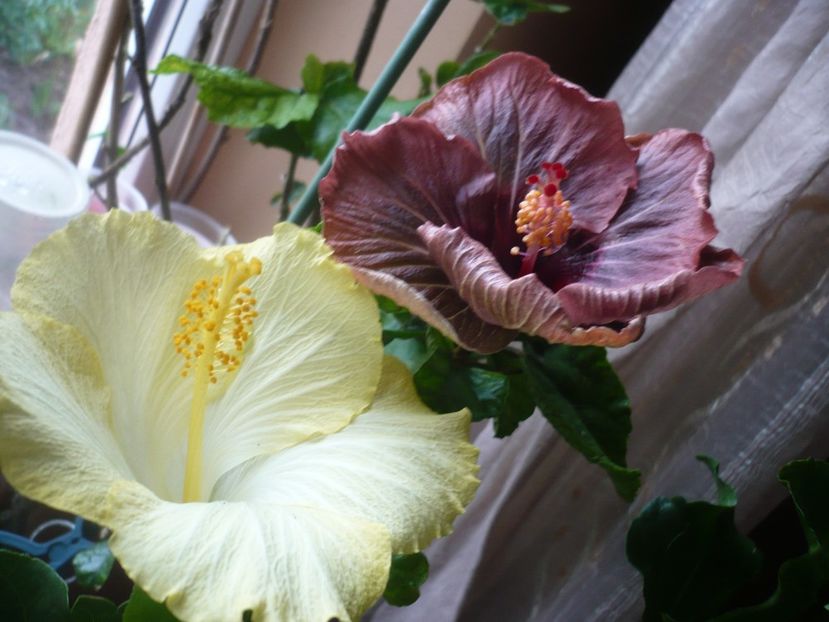 P1400896 - HIBISCUSI 2019-1