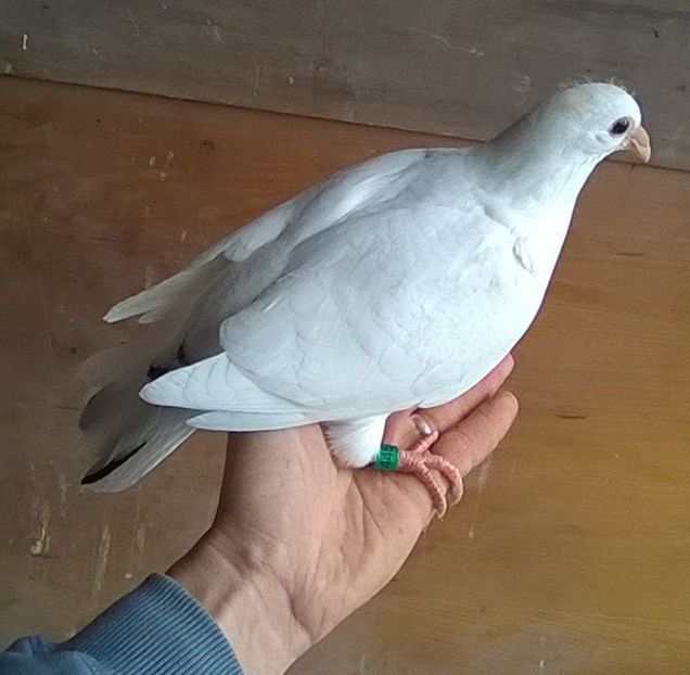  - Porumbei mei Voiajori si Zburatori de Severin