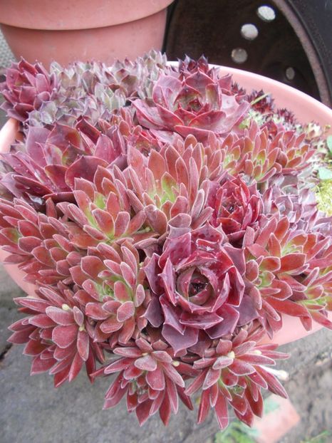  - Cactusi si suculente_2019