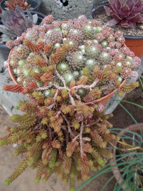  - Cactusi si suculente_2019