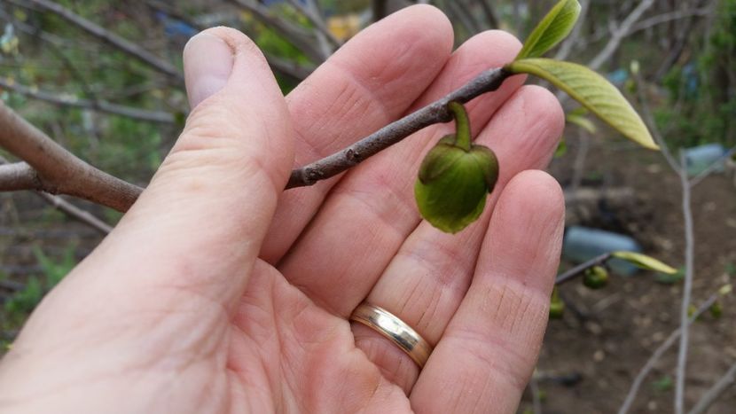 11.04 - Arbori fructiferi 2019