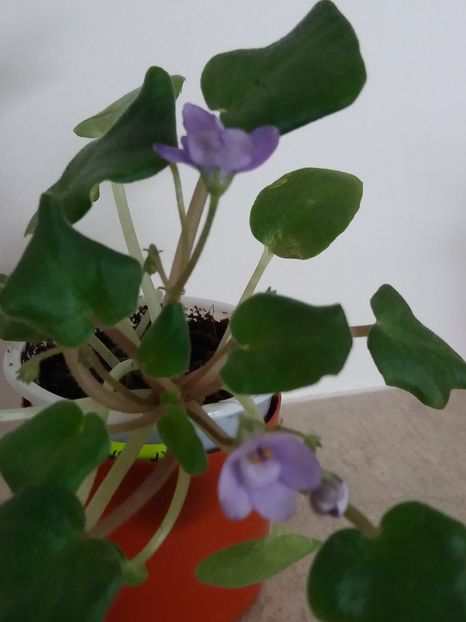  - Rob-s Humpty Doo sp