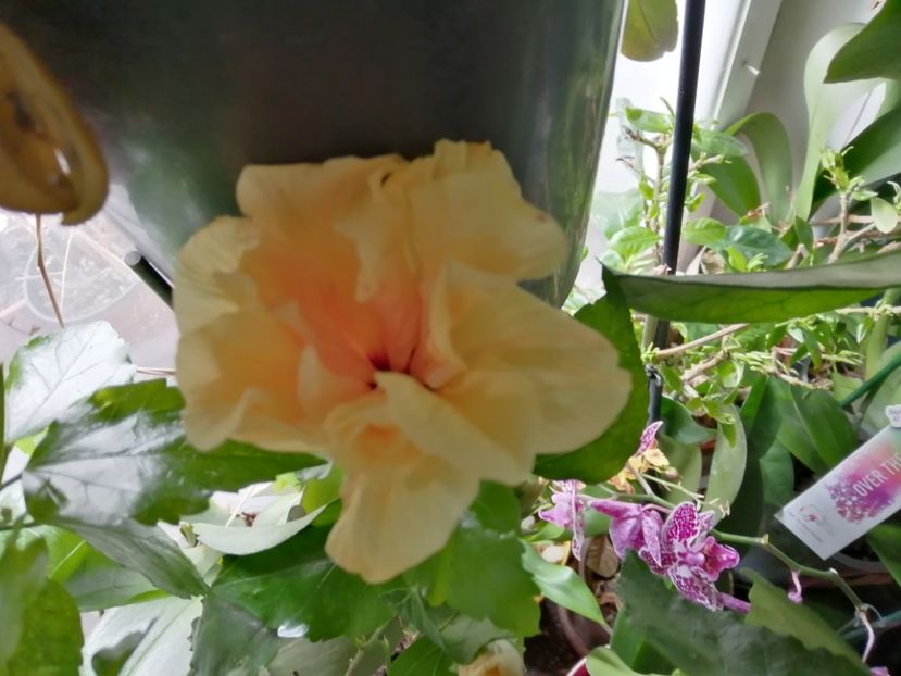 Hibi - 2019 continuare