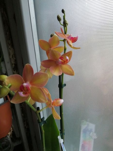 Ming hsing  yellow boy - 2019 continuare