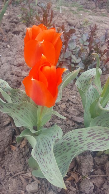  - Gradina 2019