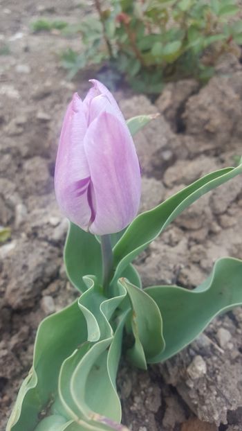  - Gradina 2019