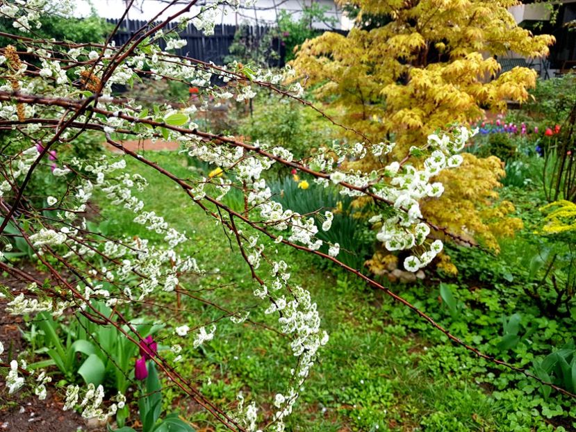 Spireea prunifolia - 2019 Aprilie