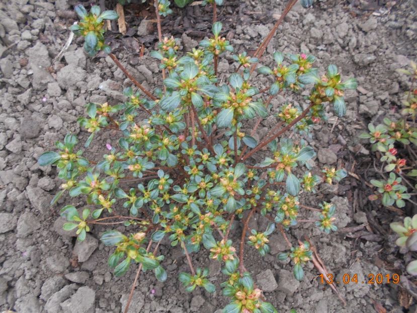 azalee kermesina - 2Azalee-rhododendroni-hortensii-hoste 2019