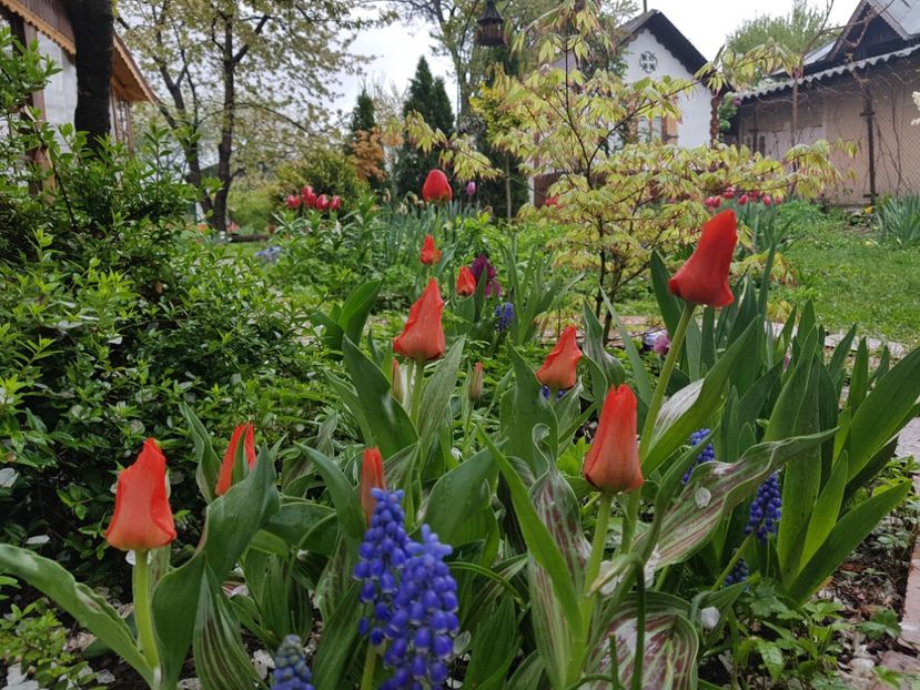 Red ridding hood - 2019 Aprilie