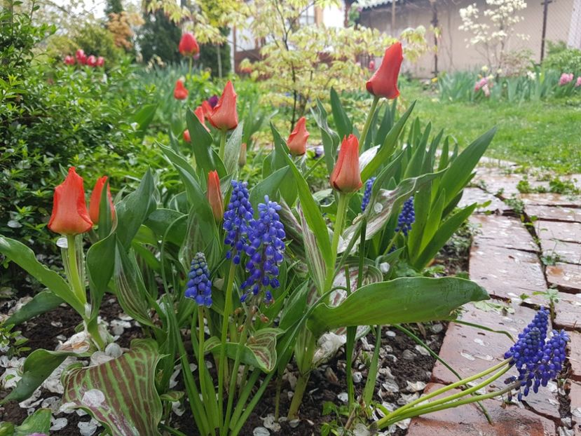 Muscari armeriacum si red ridding hood - 2019 Aprilie