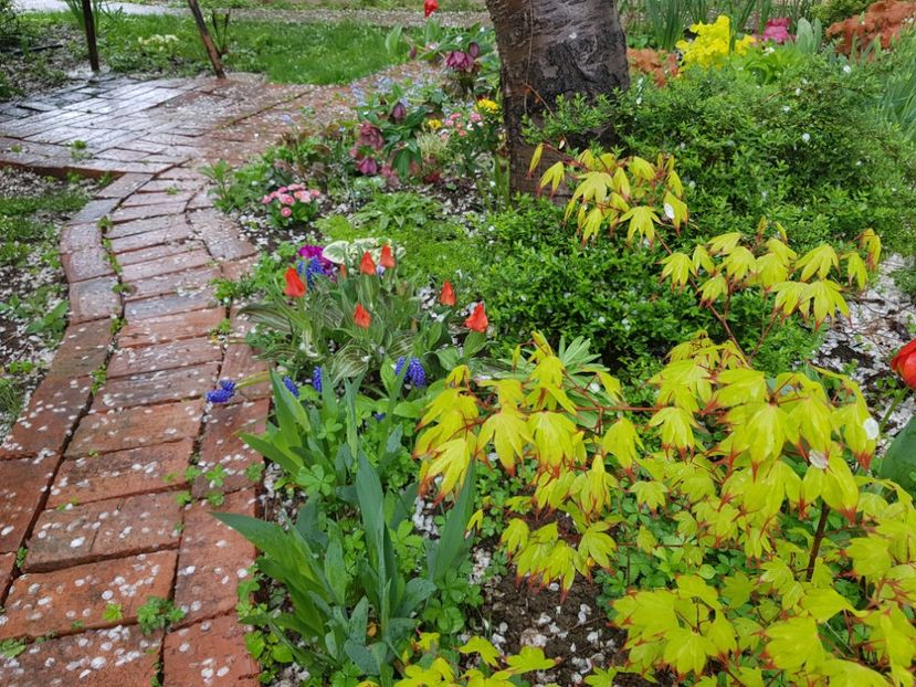 Acer Tsuma Beni - 2019 Aprilie