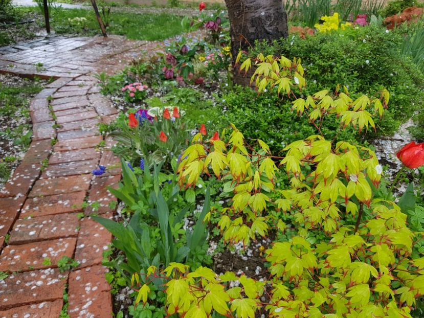 Acer Tsuma Beni - 2019 Aprilie