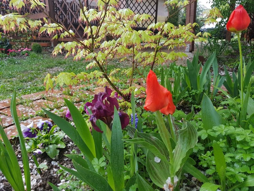 Chery garden - 2019 Aprilie