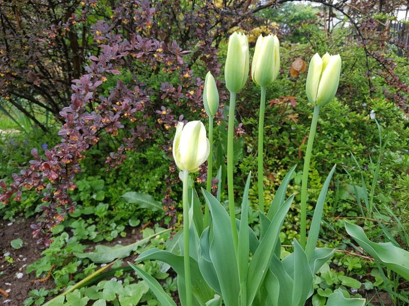 Spring green - 2019 Aprilie