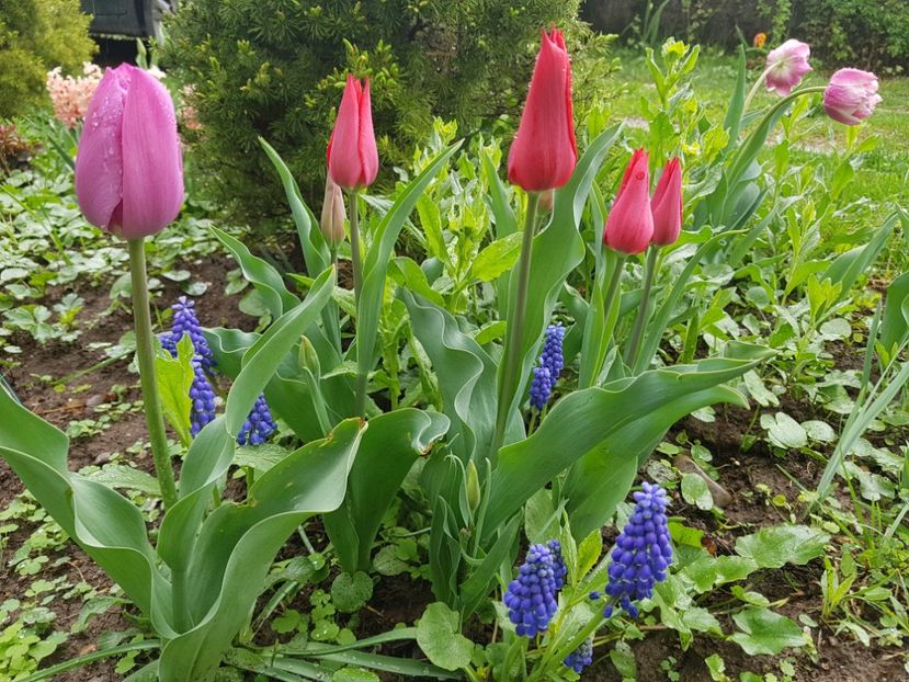 Pieter de leur - 2019 Aprilie