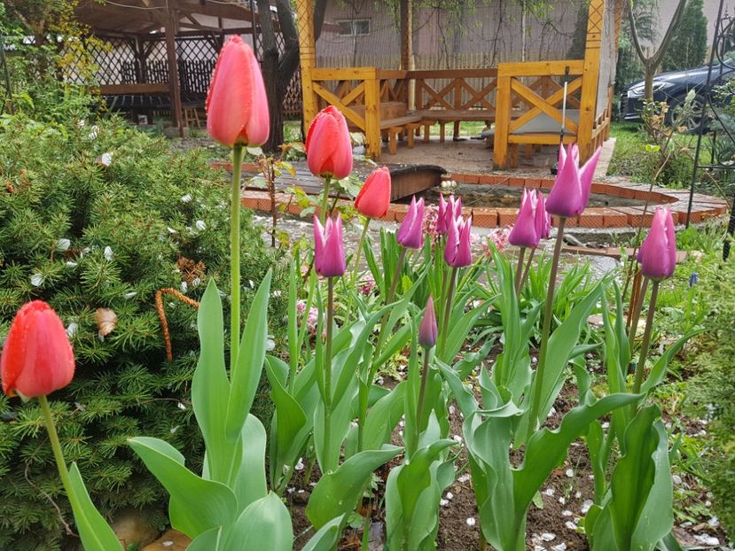 Red Grany si Ballade - 2019 Aprilie