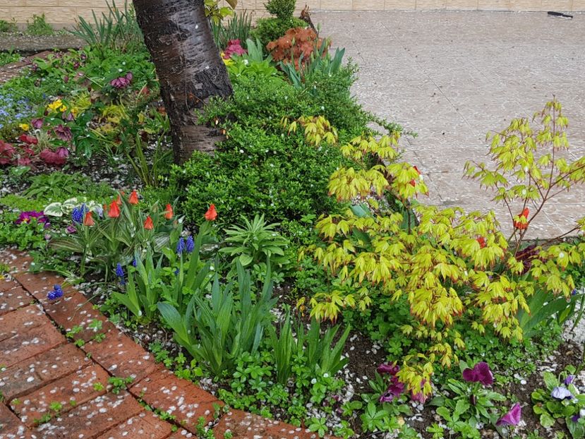 Acer Tsuma Beni - 2019 Aprilie