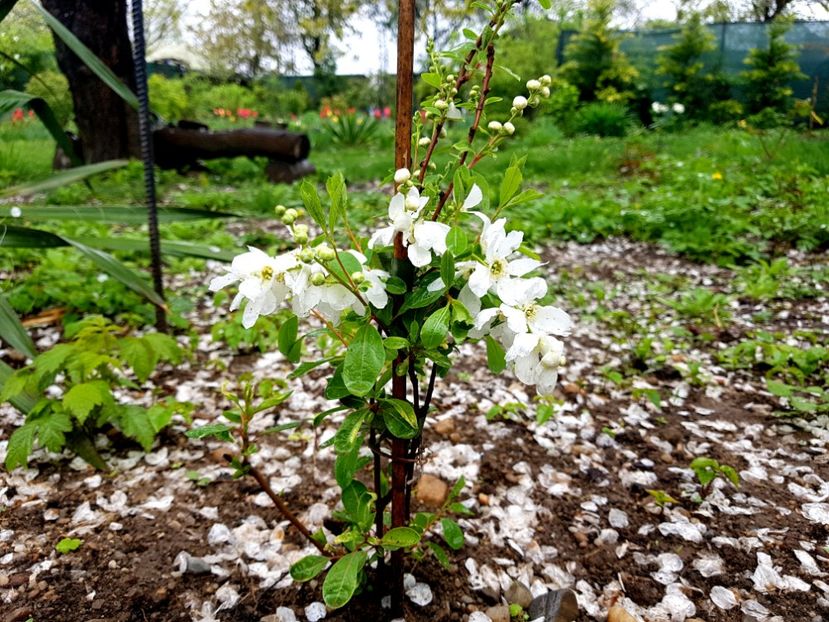 Exochorda The Bride - 2019 Idilic garden