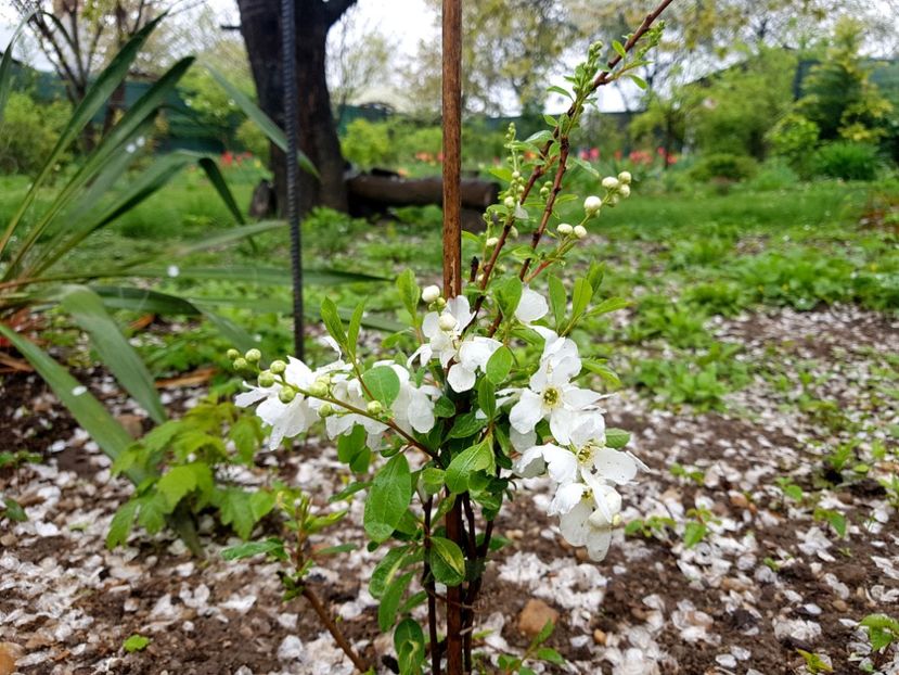  - 2019 Idilic garden