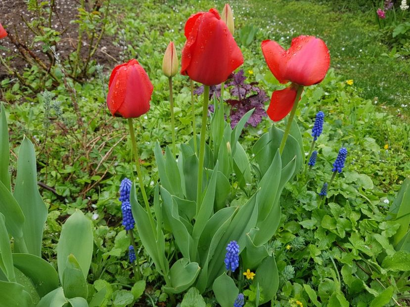  - 2019 Idilic garden