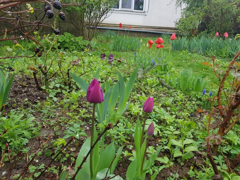 - 2019 Idilic garden