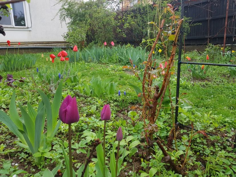  - 2019 Idilic garden