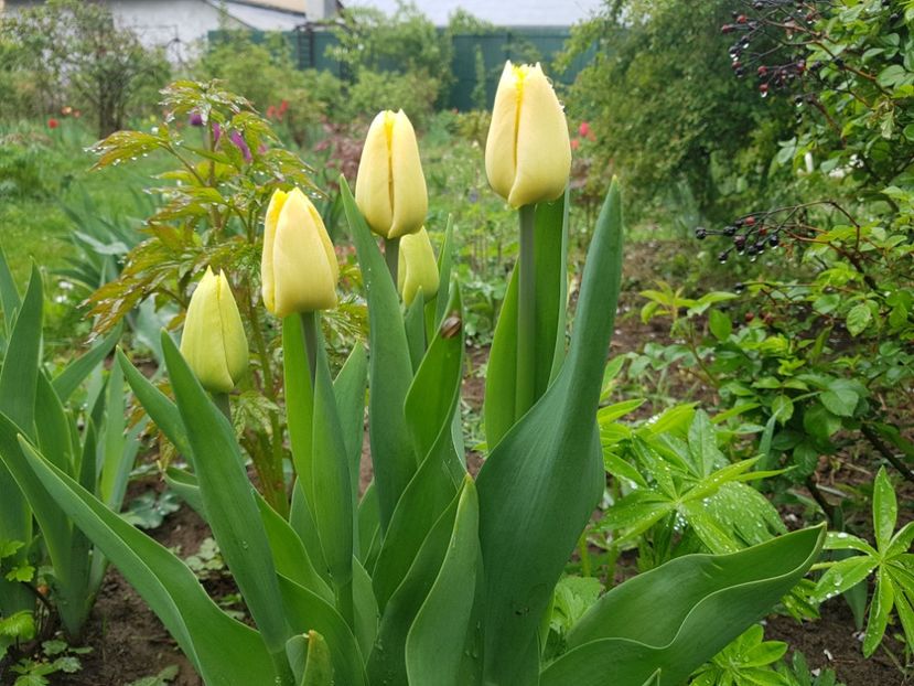 Cristal star - 2019 Idilic garden