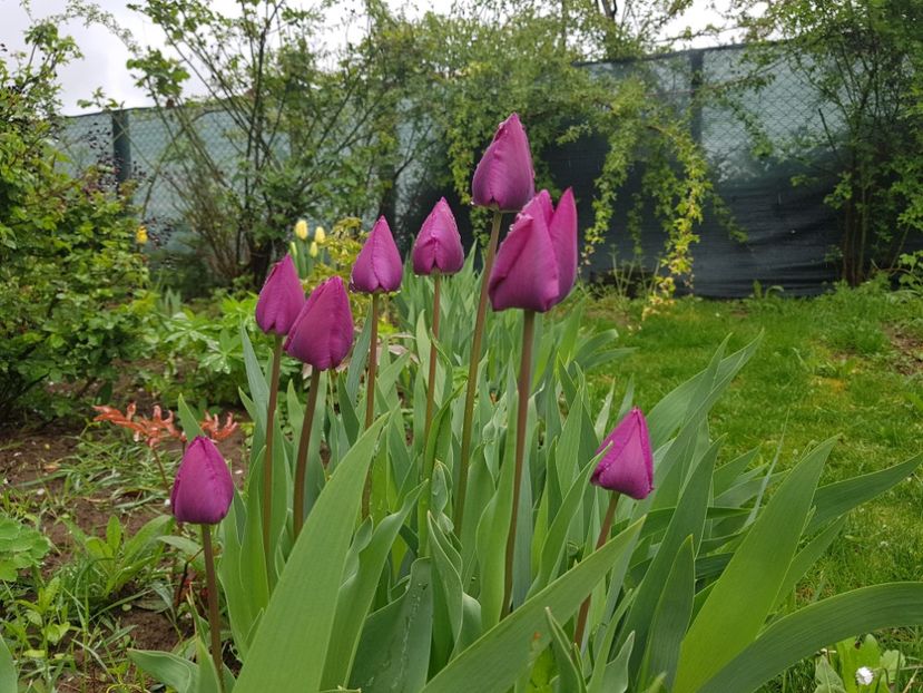 Negrita - 2019 Idilic garden