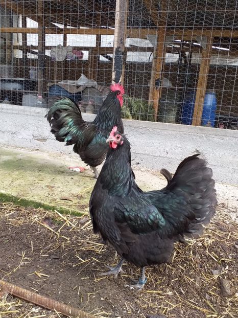 2018 - --- australorp