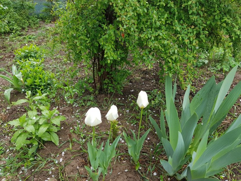  - 2019 Idilic garden