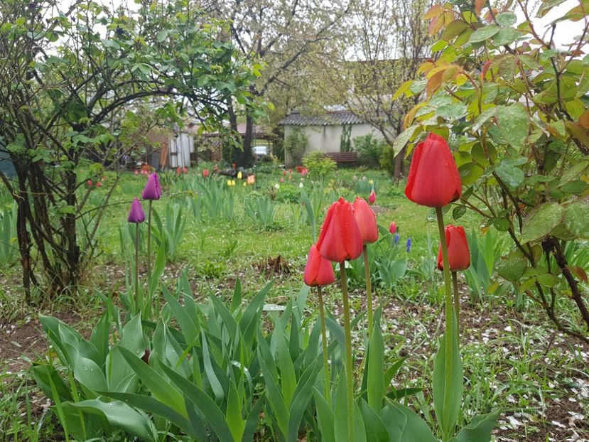  - 2019 Idilic garden