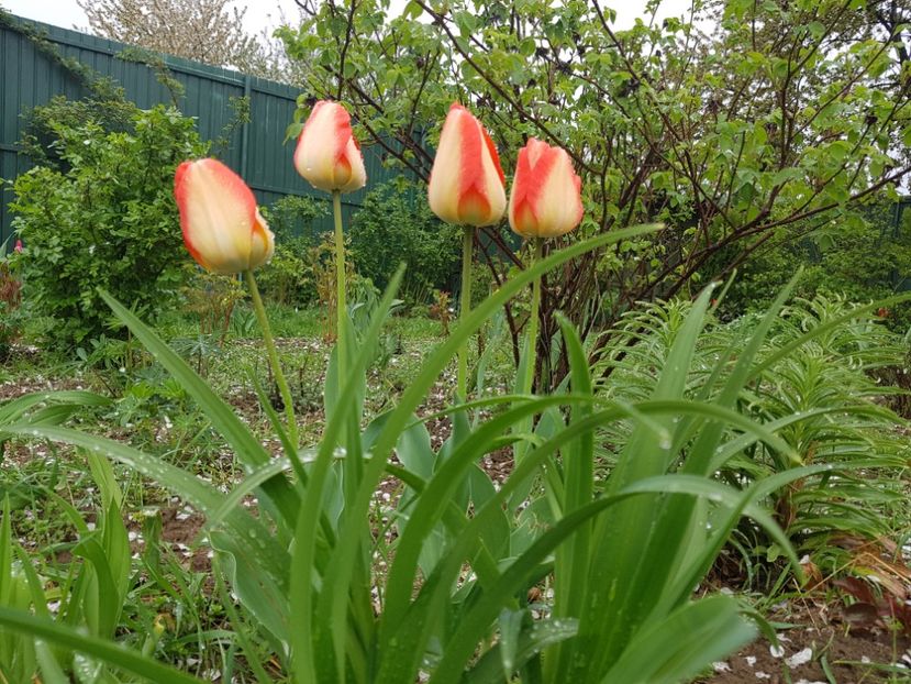 American dream - 2019 Idilic garden