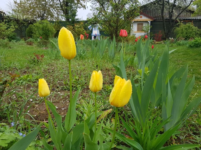 Candela - 2019 Idilic garden